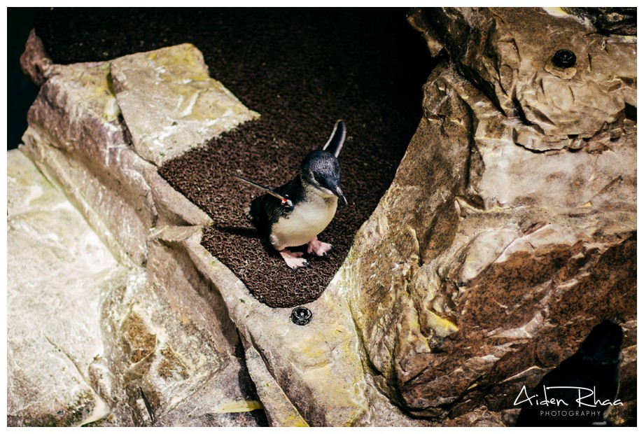 new england aquarium penguin