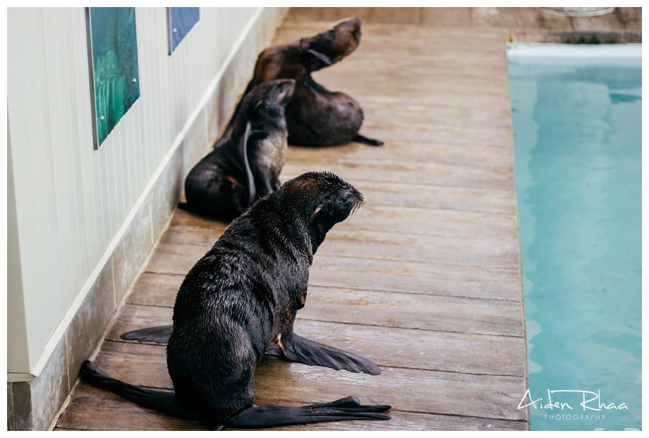 new england aquarium seals